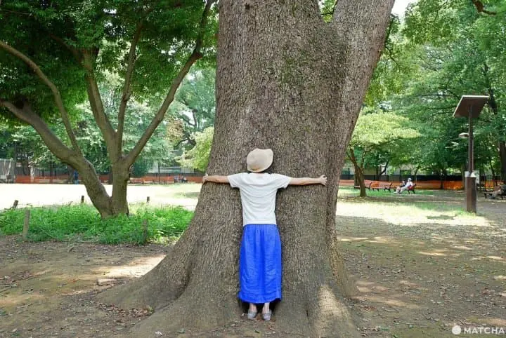Treehugger