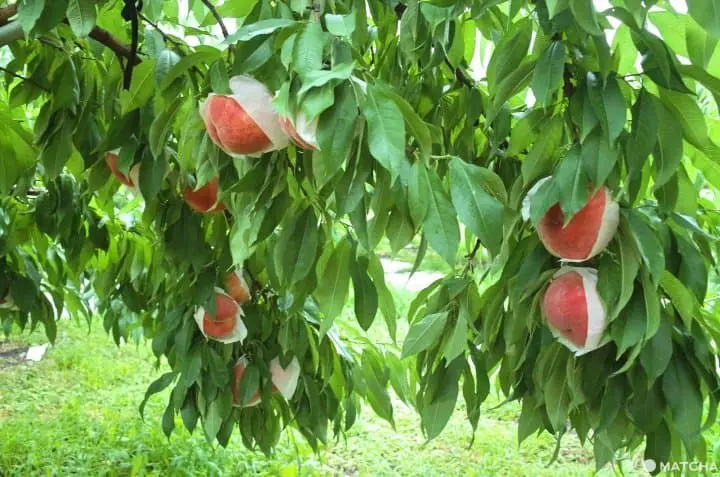 Fuefuki, Yamanashi - Delicious Wine, Fresh Fruits And Hot Springs
