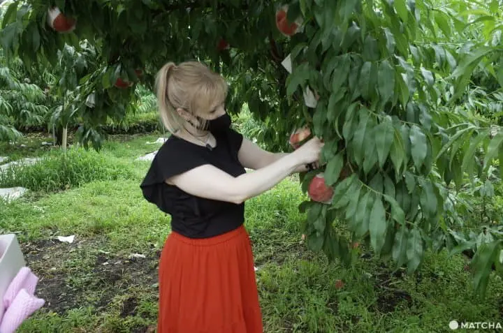 Fuefuki, Yamanashi: Exquisite Wine, Fruit, And Hot Springs Near Mt. Fuji