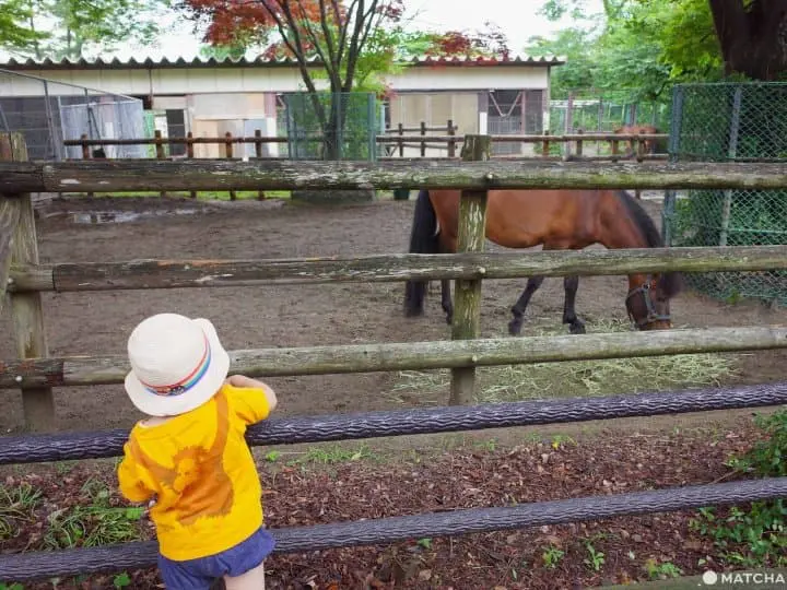 仙台親子景點推薦動物園