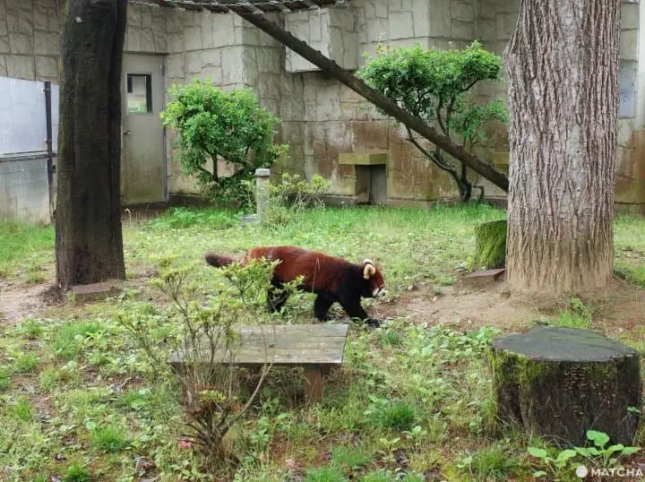 仙台動物園明星動物小熊貓