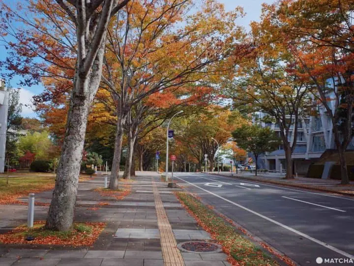 仙台東北大學青葉山校區