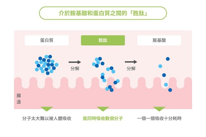 一天只要不到100日圓!悠久傳統的鈴廣魚板,用自家技術開發的「Sakana No Chikara」