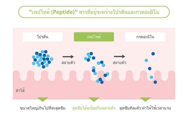 อาหารเสริมจากผู้เชี่ยวชาญเรื่องปลา