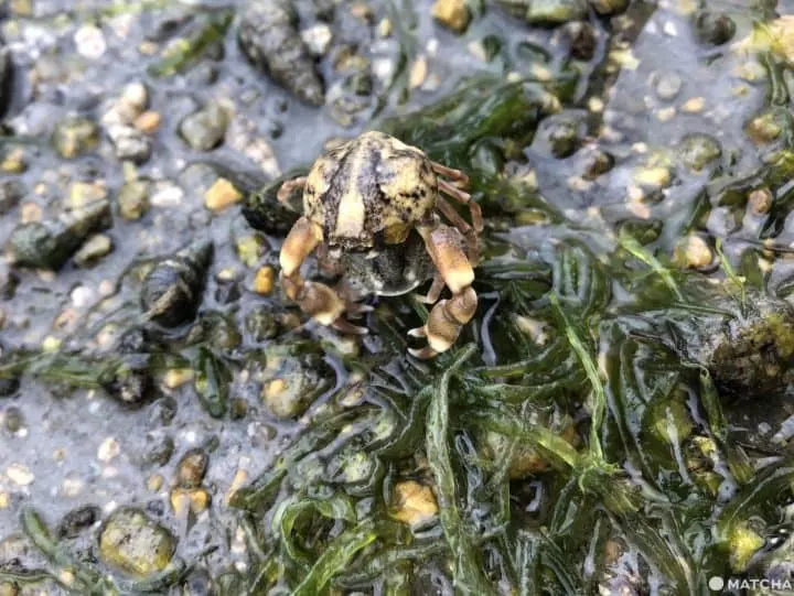 The Nature and Beauty of Miyajima
