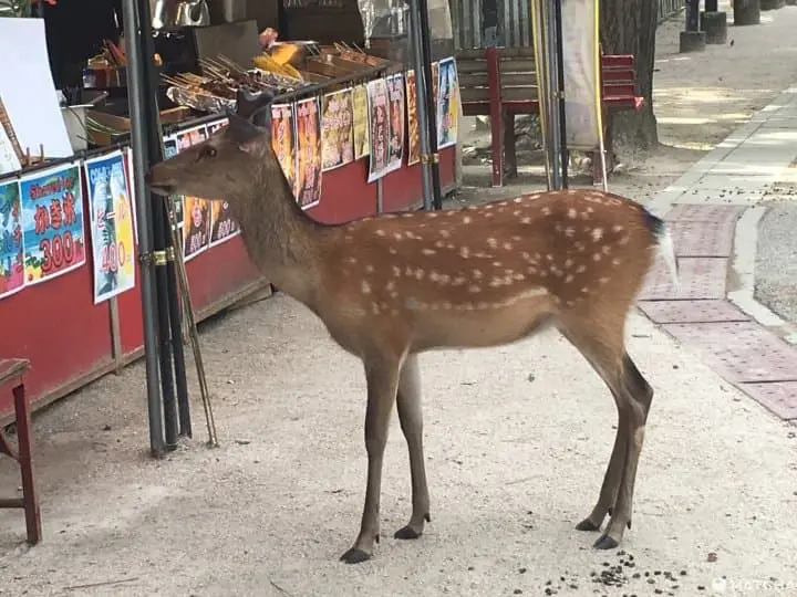 The Nature and Beauty of Miyajima