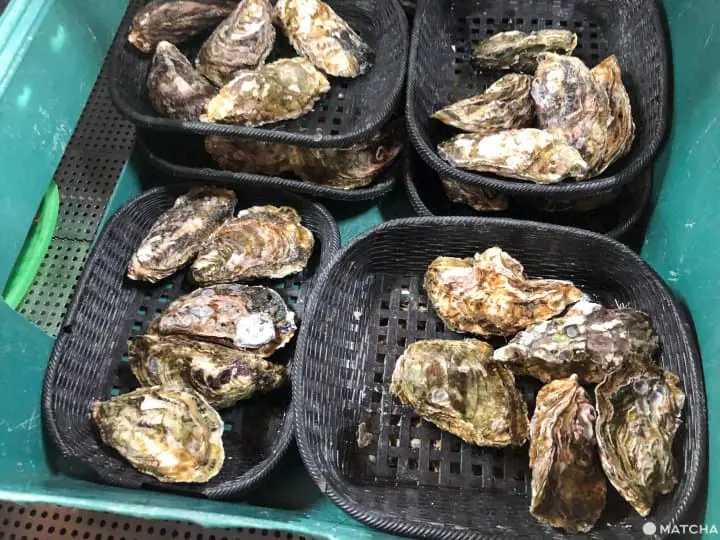 廣島美食購物輕旅行1天行程 市內輕鬆遊走吃盡廣島美食