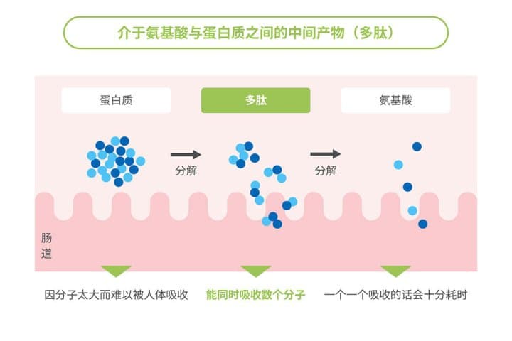 健康の秘密は「サカナのちから」。サプリで日々のタンパク質摂取を補おう