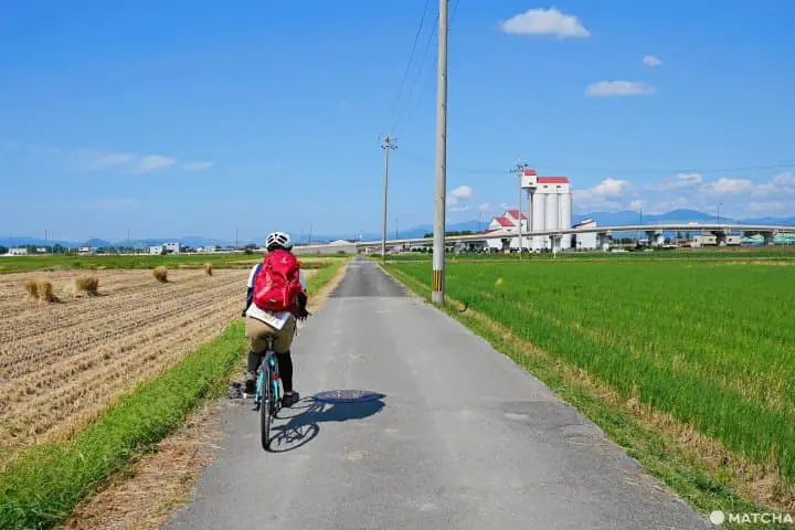 BIWAKO BACKROAD 田んぼ