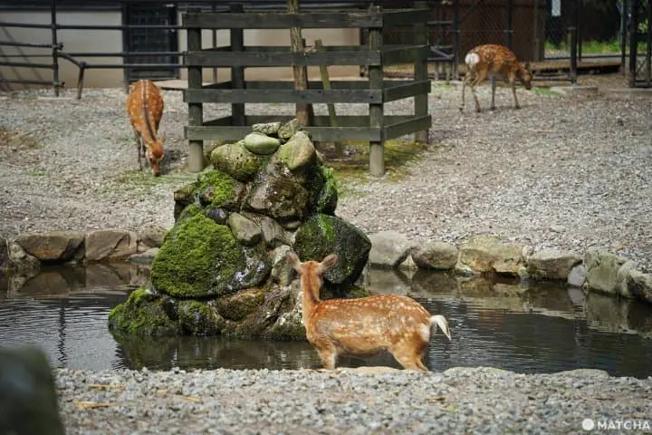 นีงาตะ 2