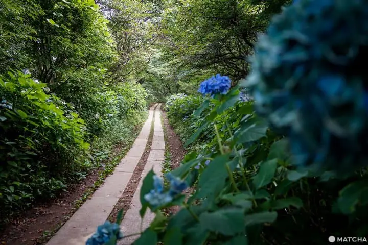 นีงาตะ 2