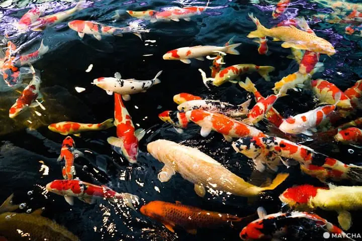 นีงาตะ 2