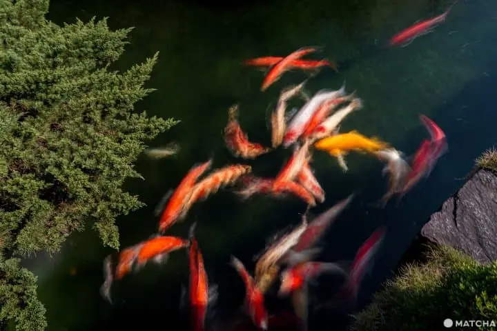 นีงาตะ 2