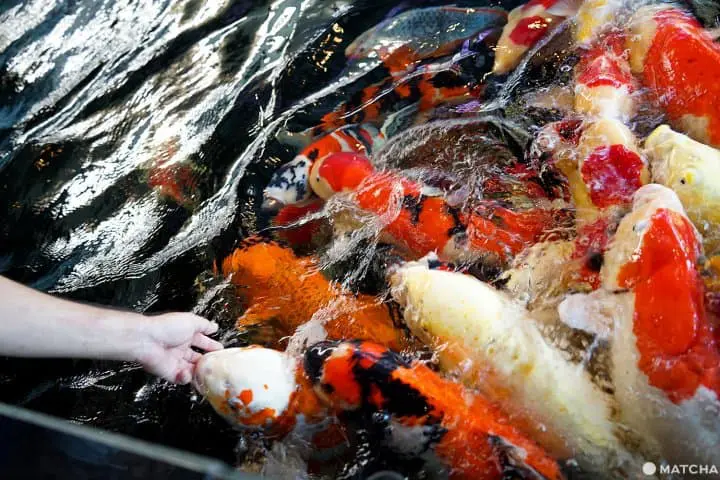 นีงาตะ 2