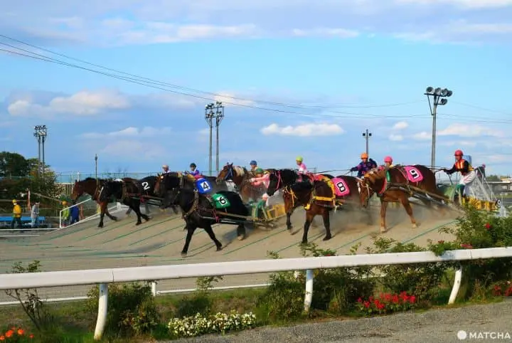 【北海道】帶廣在地人推薦！十勝帶廣美景美食o選