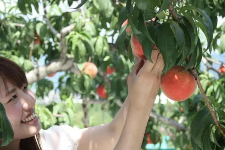 山梨 水蜜桃