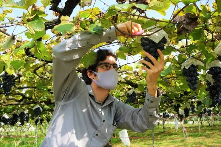 Come to Fuefuki in Fall to Enjoy Wine Tasting and Sightseeing!