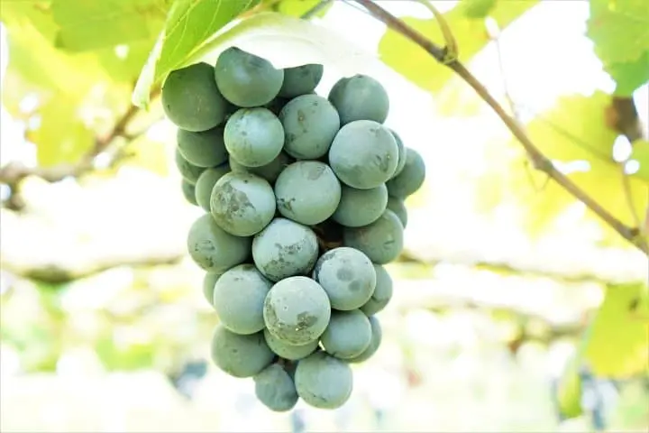 Come to Fuefuki in Fall to Enjoy Wine Tasting and Sightseeing!