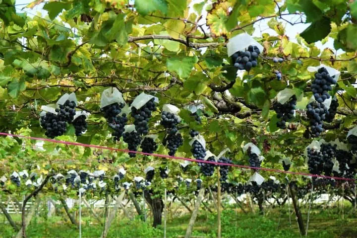 Visit Fuefuki In Fall To Enjoy Delicious Grapes And Wine Tasting