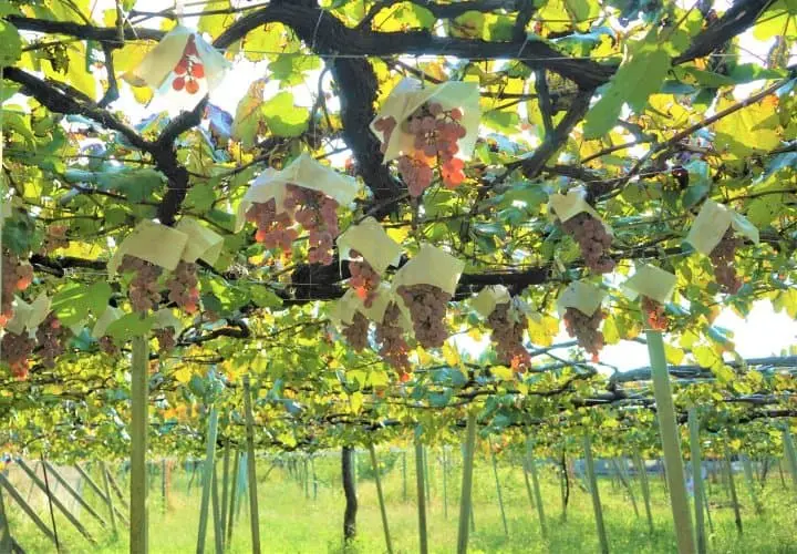 Visit Fuefuki In Fall To Enjoy Delicious Grapes And Wine Tasting