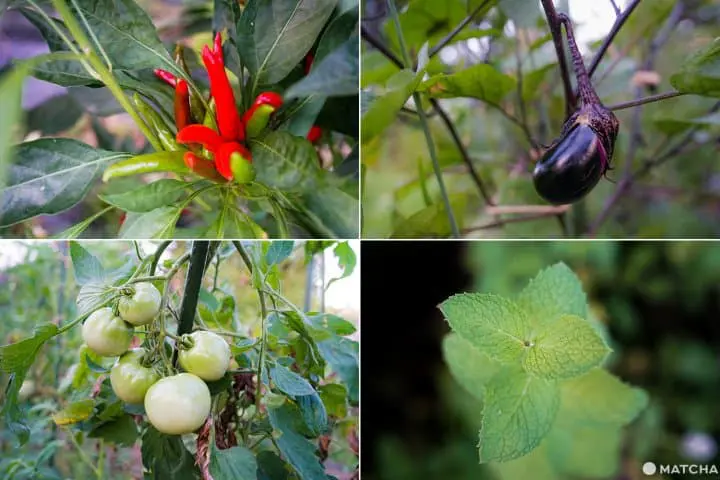 Tsumari Art Field ท่องไปในทุ่งศิลป์ของเมืองโทคามาจิ จังหวัดนีงาตะ