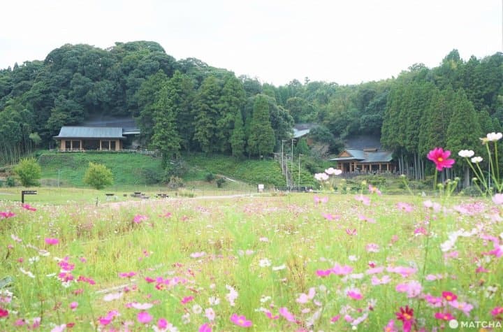 Breathtaking Scenery, Stone Buddhas, And Seafood! Southern Oita Travel Tips