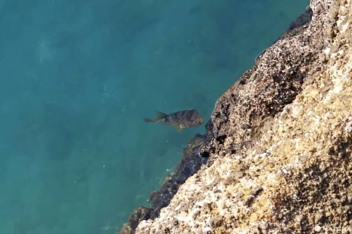 Niigata's Sado Island: A Treasure-Filled 1 Night-2 Day Travel Itinerary!