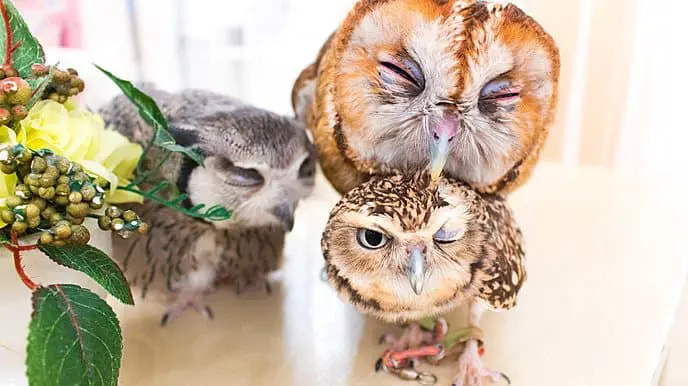 Let's Help the Owls at Akiba Fukurou!