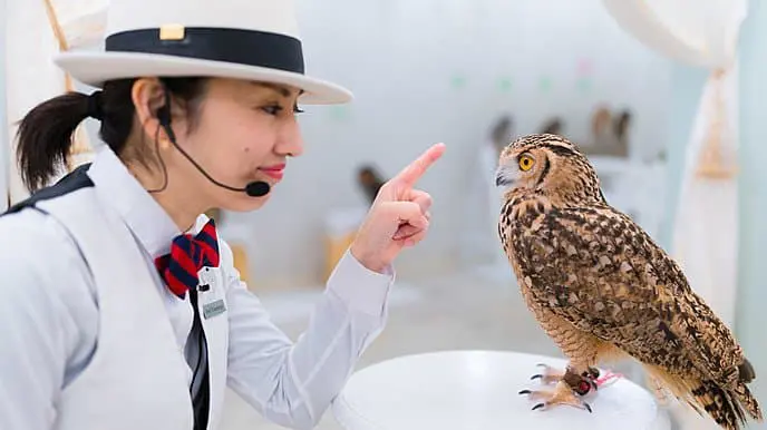 Let's Help the Owls at Akiba Fukurou!