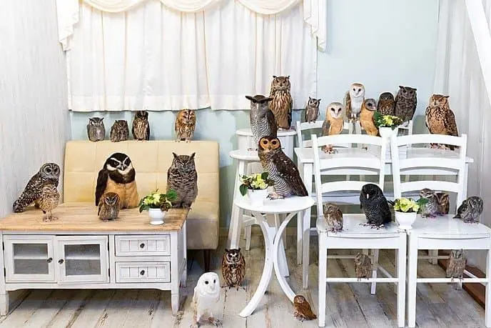 Let's Help the Owls at Akiba Fukurou!