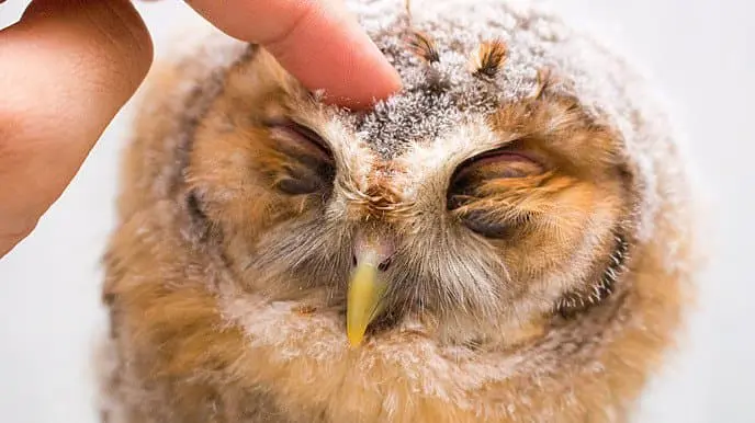 Let's Help the Owls at Akiba Fukurou!