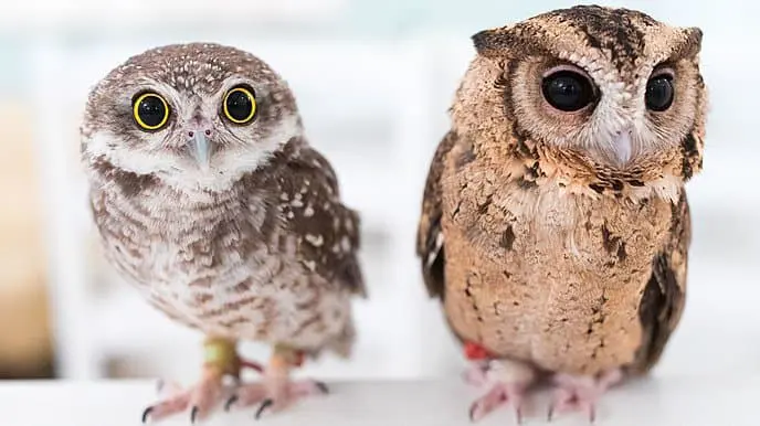 Let's Help the Owls at Akiba Fukurou!