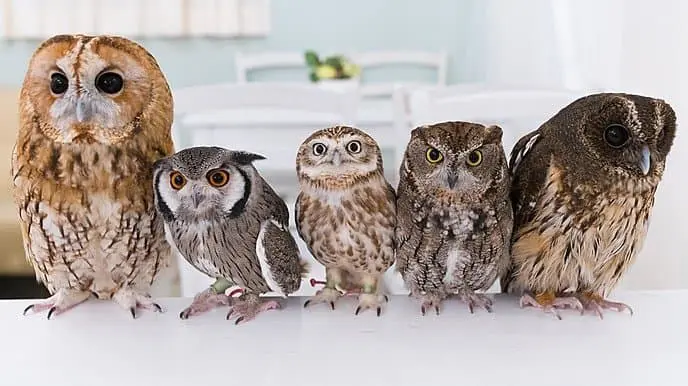 Let's Help the Owls at Akiba Fukurou!