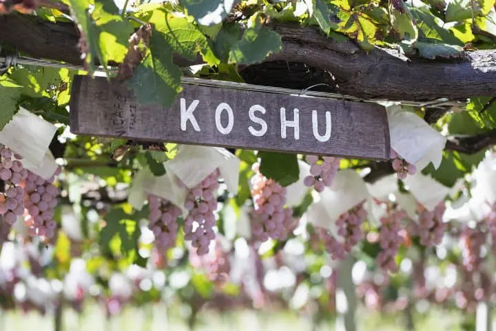 Visit Fuefuki In Fall To Enjoy Delicious Grapes And Wine Tasting