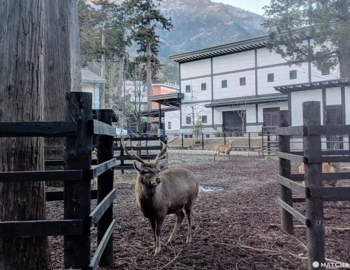 Exploring Yahiko – Niigata’s Most Famous Shrine Town!
