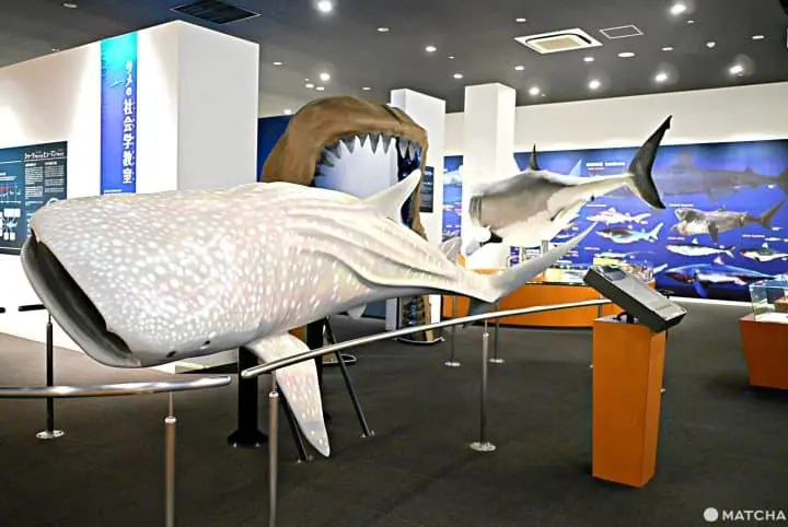 シャークミュージアム