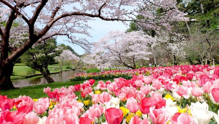 เที่ยวฮามามัตสึ 2 วัน 1 คืนจากโตเกียวและนาโกย่า (Hamamatsu)