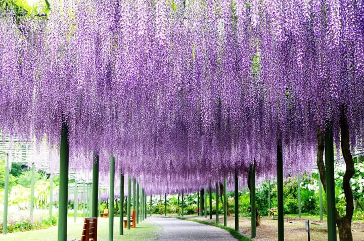 Hamamatsu Flower Park