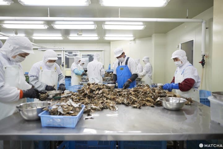 石巻牡蠣