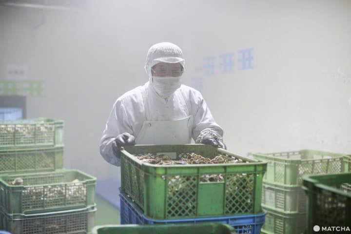 石巻牡蠣