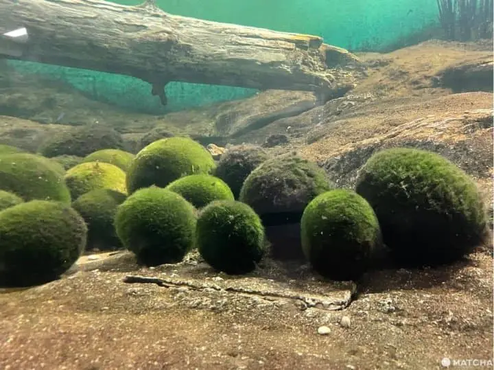 道東3天2夜旅行範推薦行程！