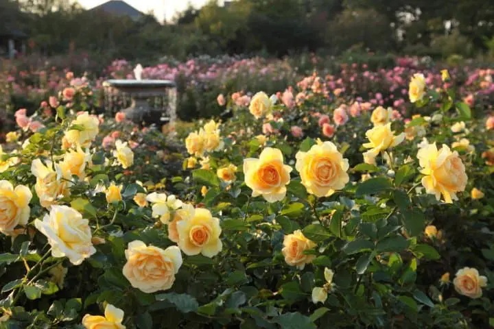 一下飛機說走就走！萬株玫瑰園的百花世界與下町風情商店街踩點之旅