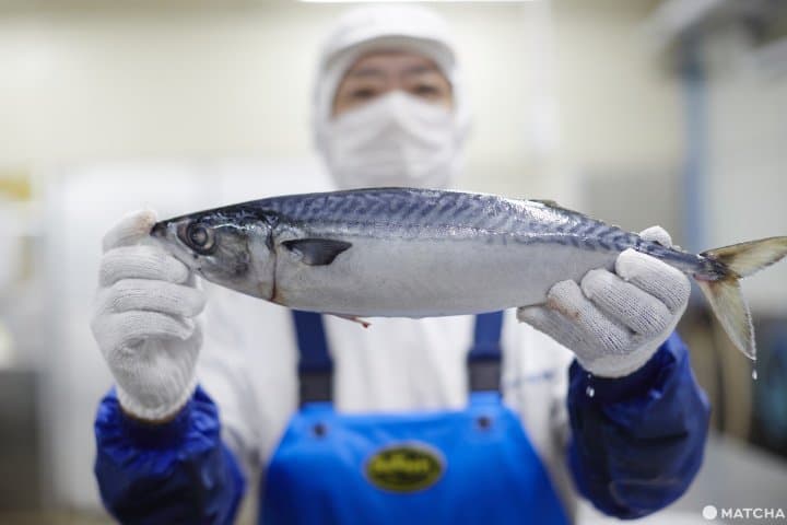 金華鯖