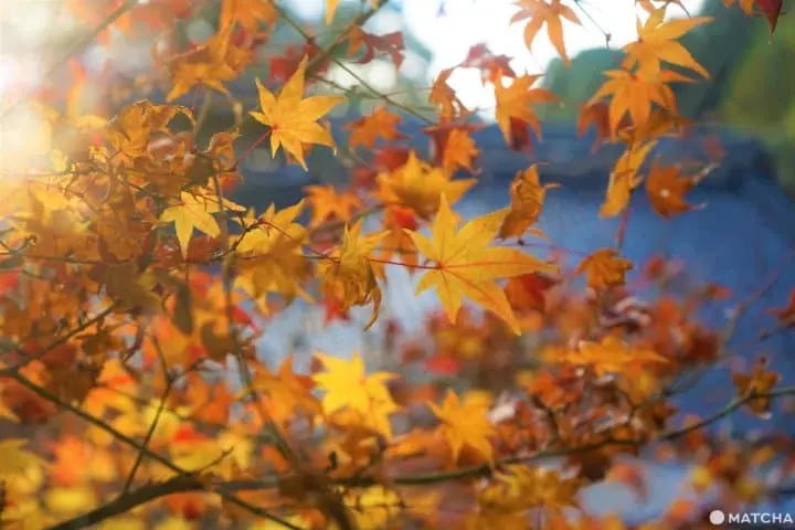 Mihara - Food, Fun, and Amazing Places to Visit