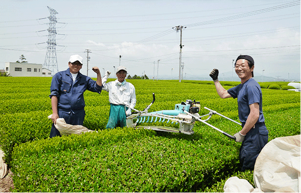 Crowdfunding for Kagoshima Tea!