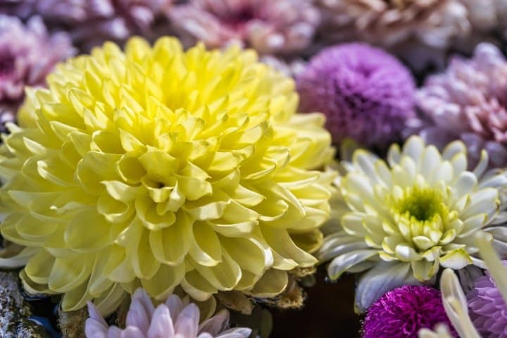 菊花