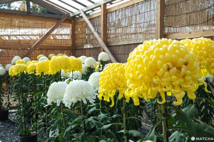 菊花大會