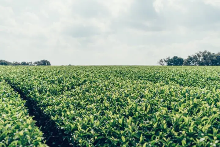 THE MATCHA TOKYO茶園