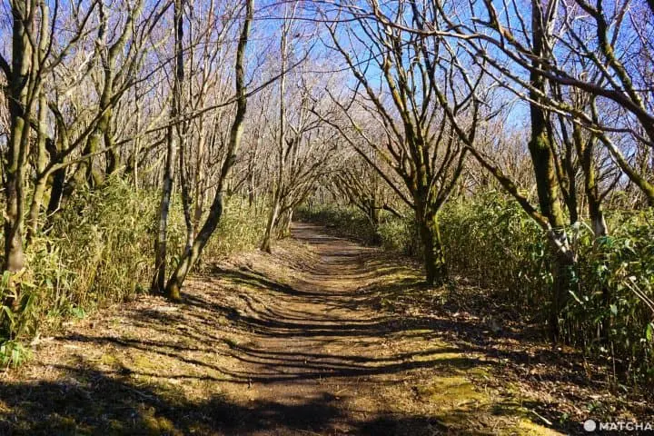 Views of Mt. Fuji and an Adventure on Mt. Kintoki
