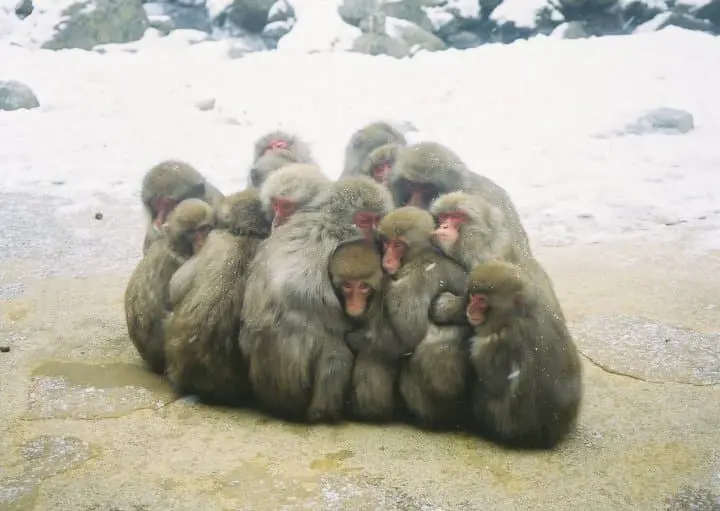 岡山冬日活動 三大奇祭「裸祭」、日本百景神庭瀑布、湯原溫泉與蒜山溫雪場